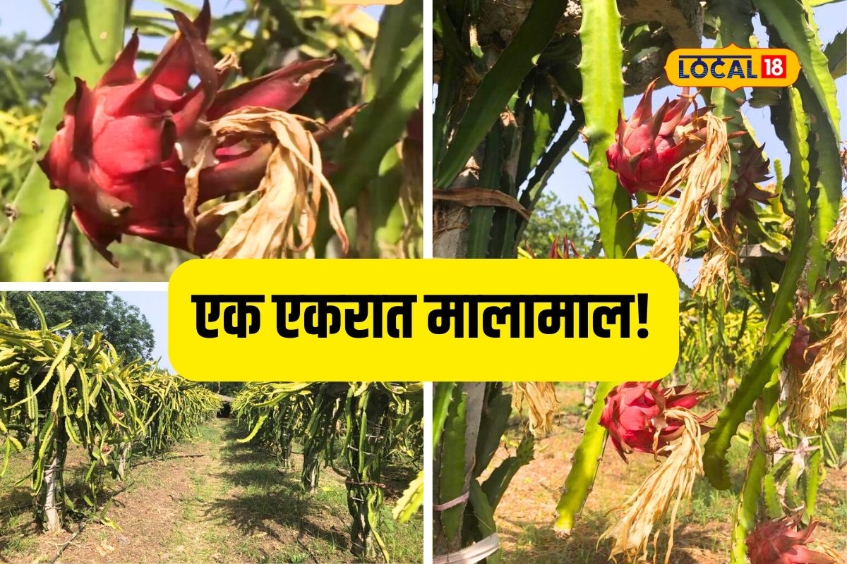 Jalna News : ड्रॅगन फ्रूट शेतीमधून शेतकरी मालामाल, एका एकरातच केली लाखोंची कमाई, Video