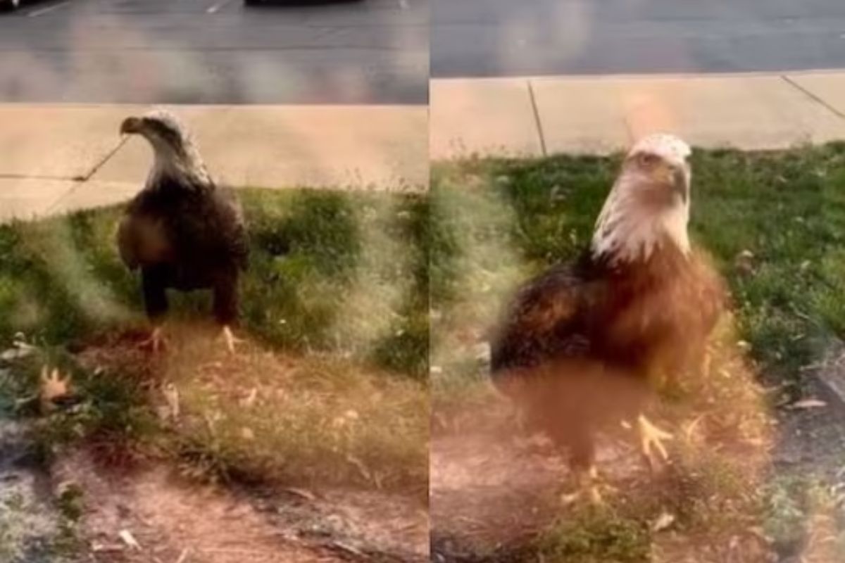 गरुडाने पक्षाला पंजात पकडून नेलं