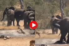 पाण्यातील खोल खड्यात अडकलं होतं हरिण, मदतीसाठी हत्तीनं काय केलं पाहा Video