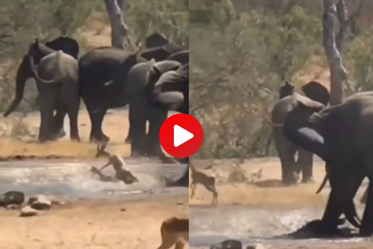 प्राण्यांचा व्हिडीओ