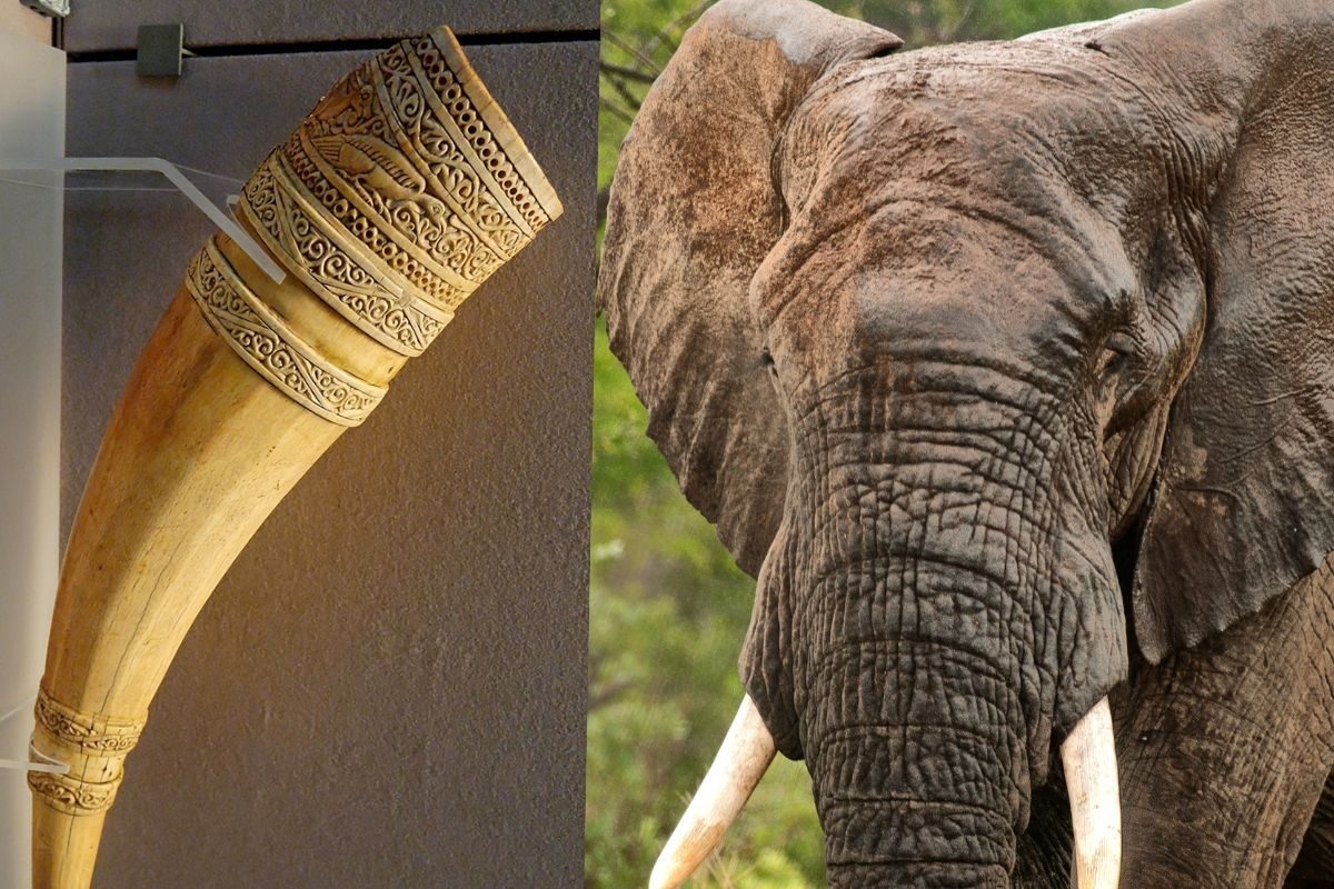 प्रतिकात्मक फोटो