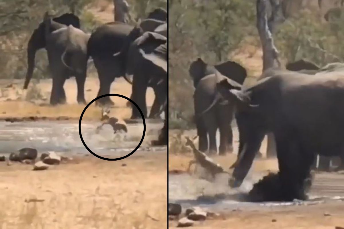 हत्तीने वाचवला हरणाचा जीव