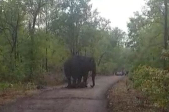 हत्तीणीचा तरुणांवर हल्ला  