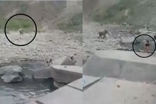 Video : हत्ती समोर येताच भलतेच घाबरले, कपडे न घालताच पळत सुटले नदीत पोहणारे तरुण