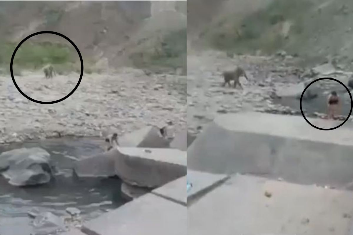 हत्तीला घाबरून पळाले