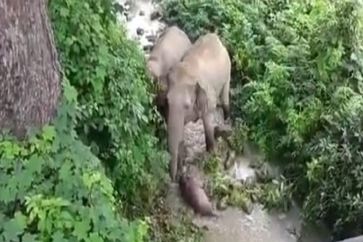 हत्तीचा हृदयद्रावक व्हिडीओ. (फोटो - ट्विटर व्हिडीओ ग्रॅब)