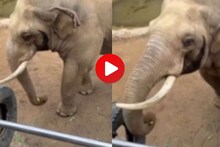 Cute Video : चिमुकल्याचा शूज पडला म्हणून हत्तीचा असा प्रकार, पाहून सर्वच आवाक