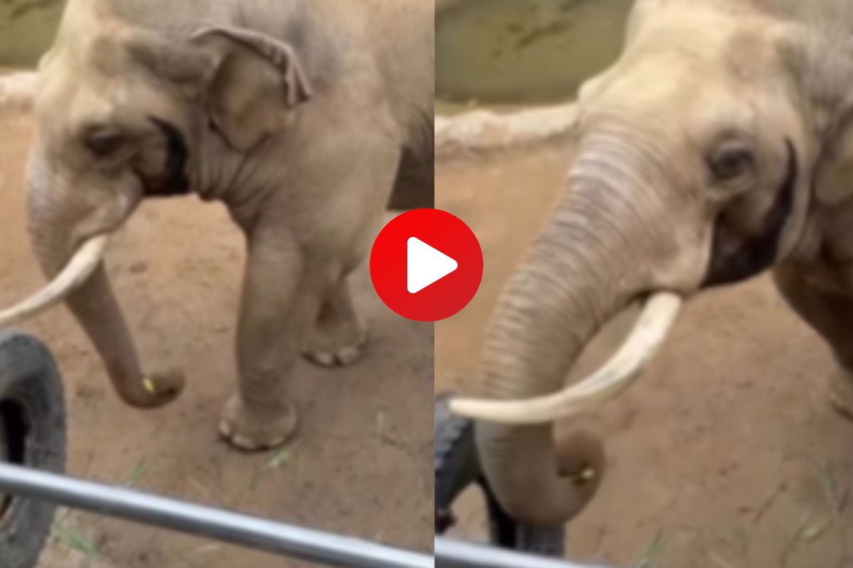 हत्तीचा क्यूट व्हिडीओ