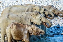 कोणाला दिसले 4 तर कोणाला फक्त 6; पण यात लपलेत 7 हत्ती तुम्हाला ते दिसले का?