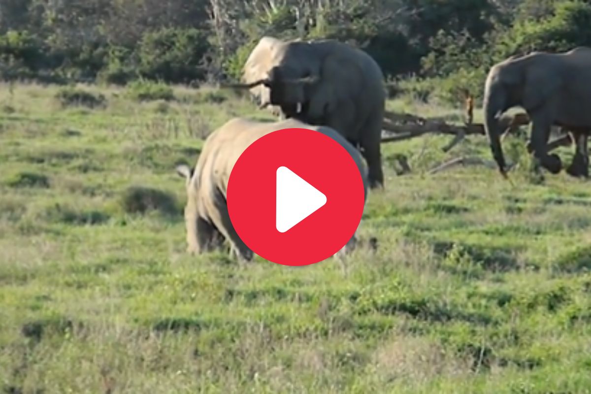 हत्ती काठी घेऊन लागला गेंड्याच्या मागे