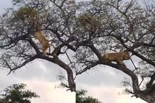 VIDEO - बिबट्याची शिकार करताना अशा प्राण्यांची एंट्री की, सिंहही धूम ठोकून पळाला