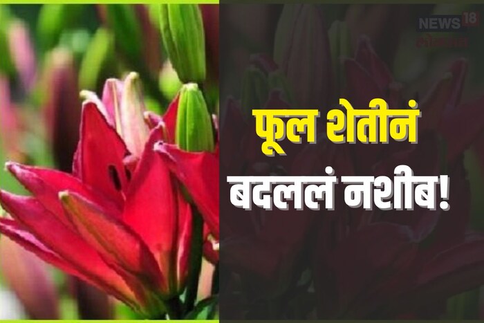 सोनिया मिश्रा/चमोली : फुलं आपल्याला प्रसन्न करतात. कोणतीही फुलं पाहिली की खूप छान वाटतं मन शांत होतं. याच फुलांनी शेतकऱ्यांचं नशीब पालटलं आहे. 