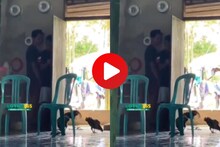 Viral : कोंबडी पकडण्यासाठी तरुणांचा असा जुगाड, Video पाहून डोक्याला माराल हात