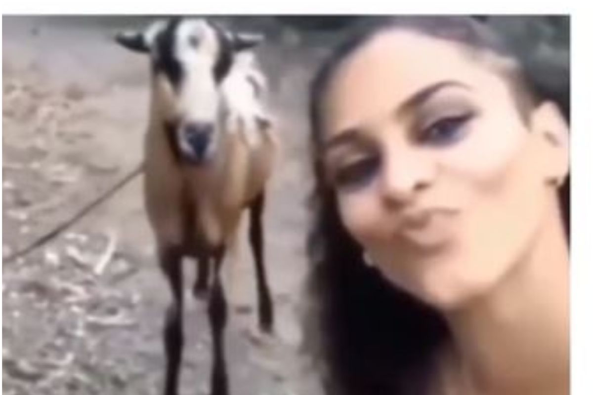 बकरीचा तरुणीवर हल्ला