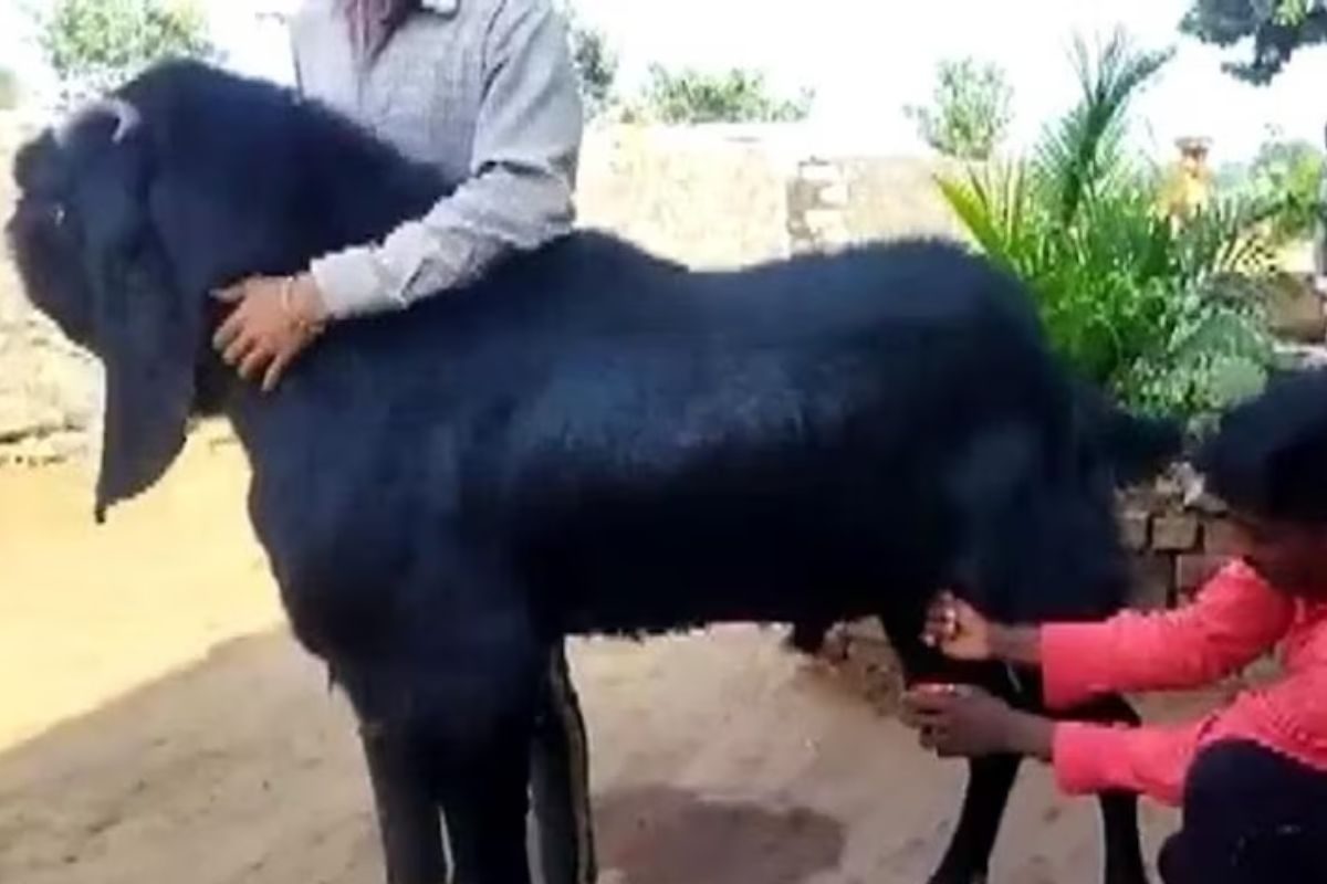 सोर्स : सोशल मीडिया