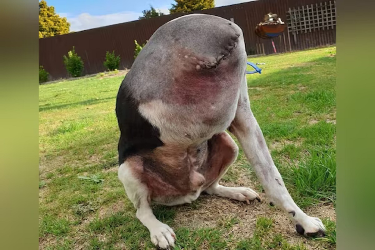 धडावर डोकं नसलेला श्वान (फोटो: Twitter/@arthurdeverdade)