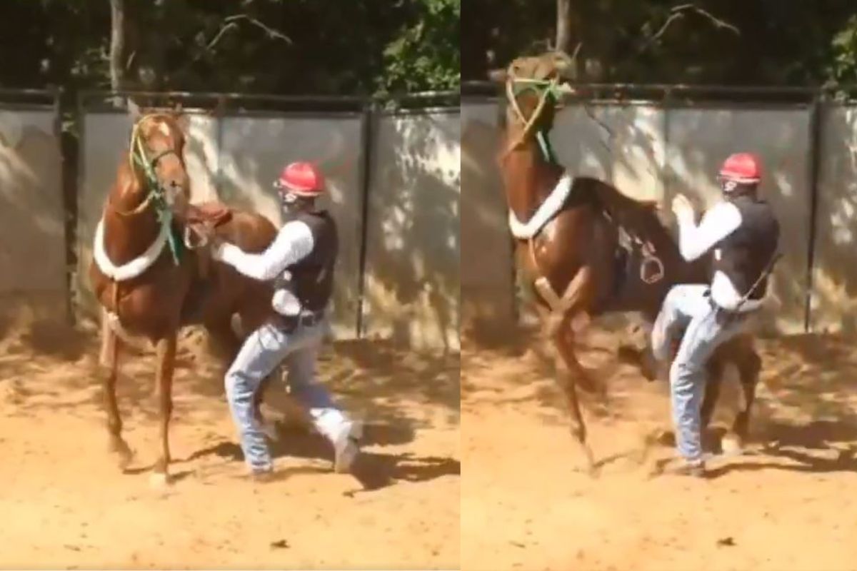 घोड्याने शिकवला धडा