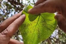 पुण्यातील सितापत्र झाड नामशेष होण्याच्या मार्गावर, सीतेने रामाला पत्र लिहिण्या..