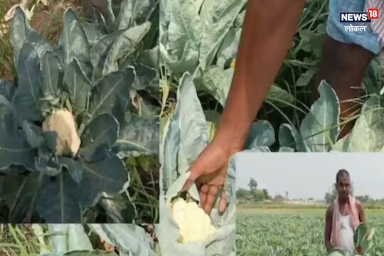 कोबी शेती