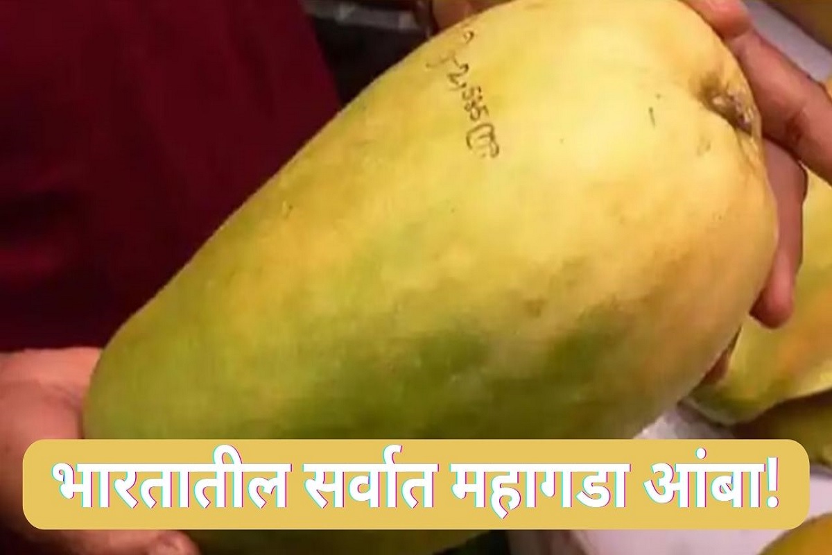 हा आहे देशातील सर्वात महागडा आंबा, किंमत वाचून बसेल धक्का