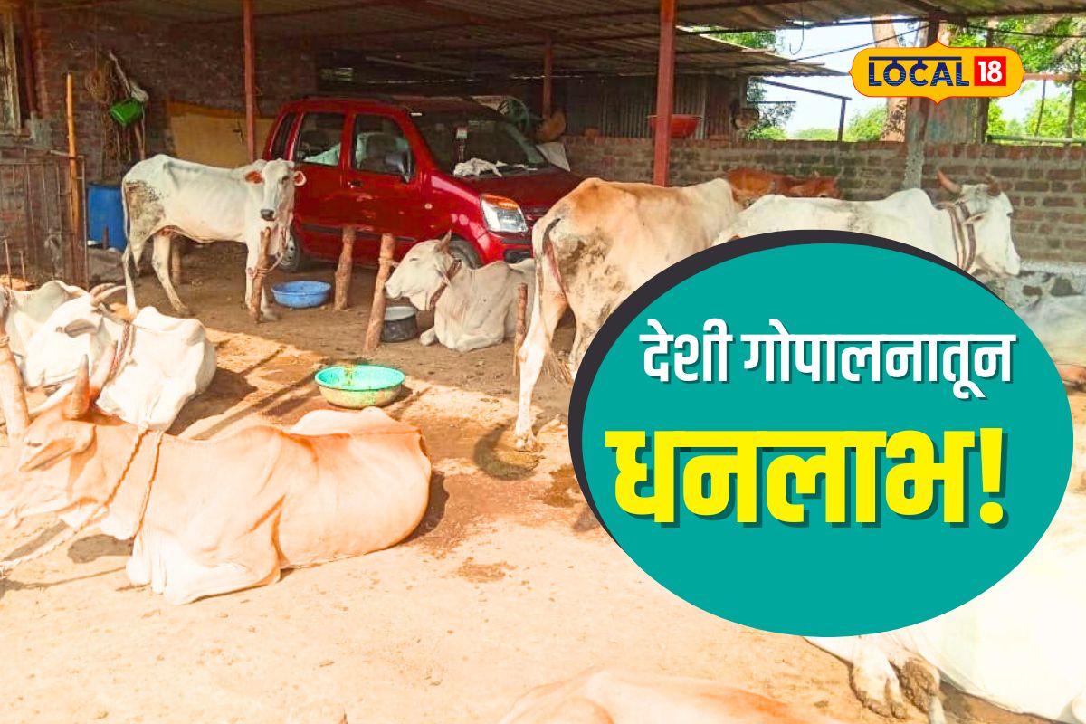 Wardha News: शेतकऱ्याला मिळाला यशाचा मंत्र, देशी गाईंचं संगोपन ठरतंय फायद्याचं, Video