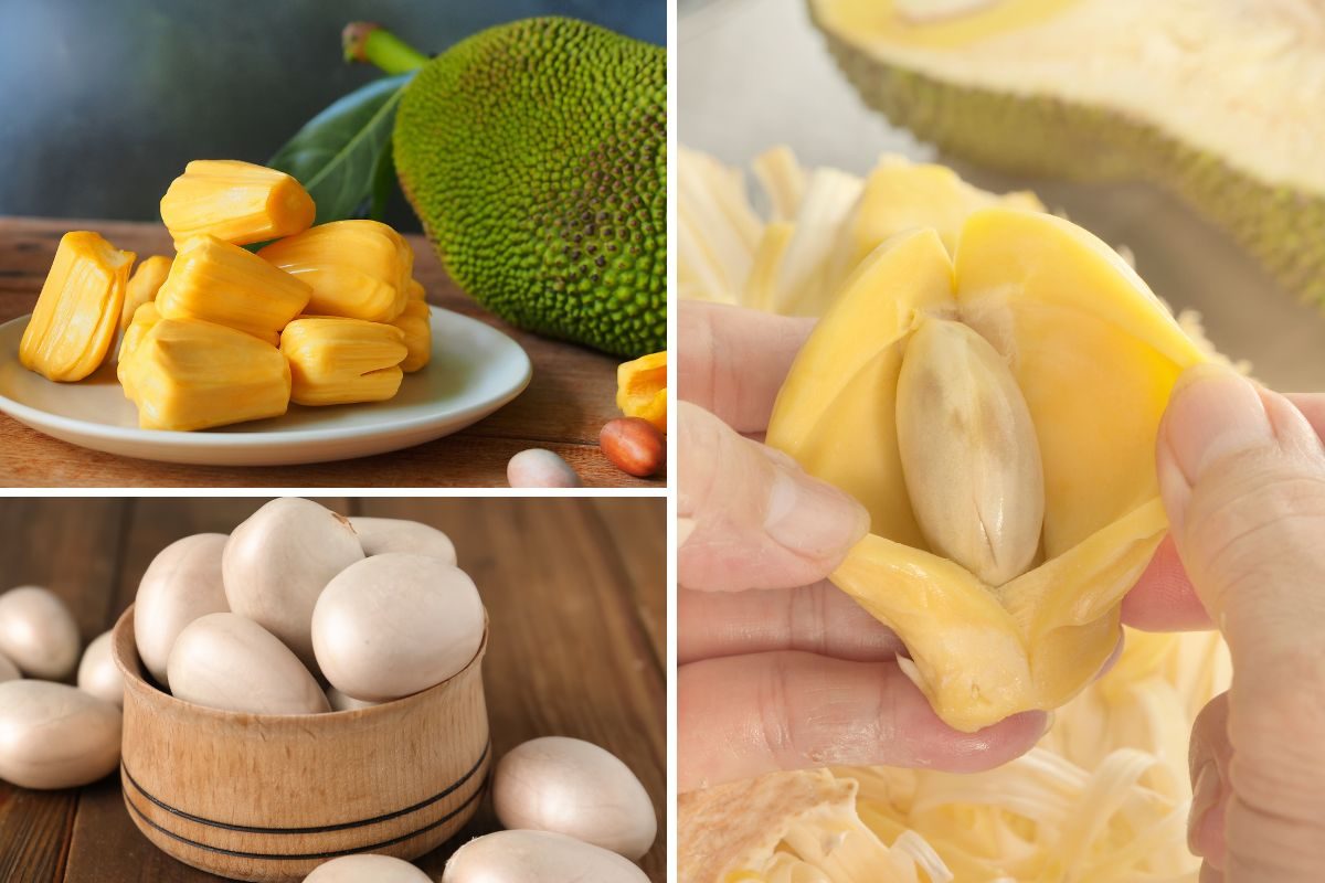 Jackfruit Seeds Benefits : वजन कमी करण्यासाठी सोपा आणि उत्तम उपाय फणसाच्या बिया! फक्त या पद्धतीने खा