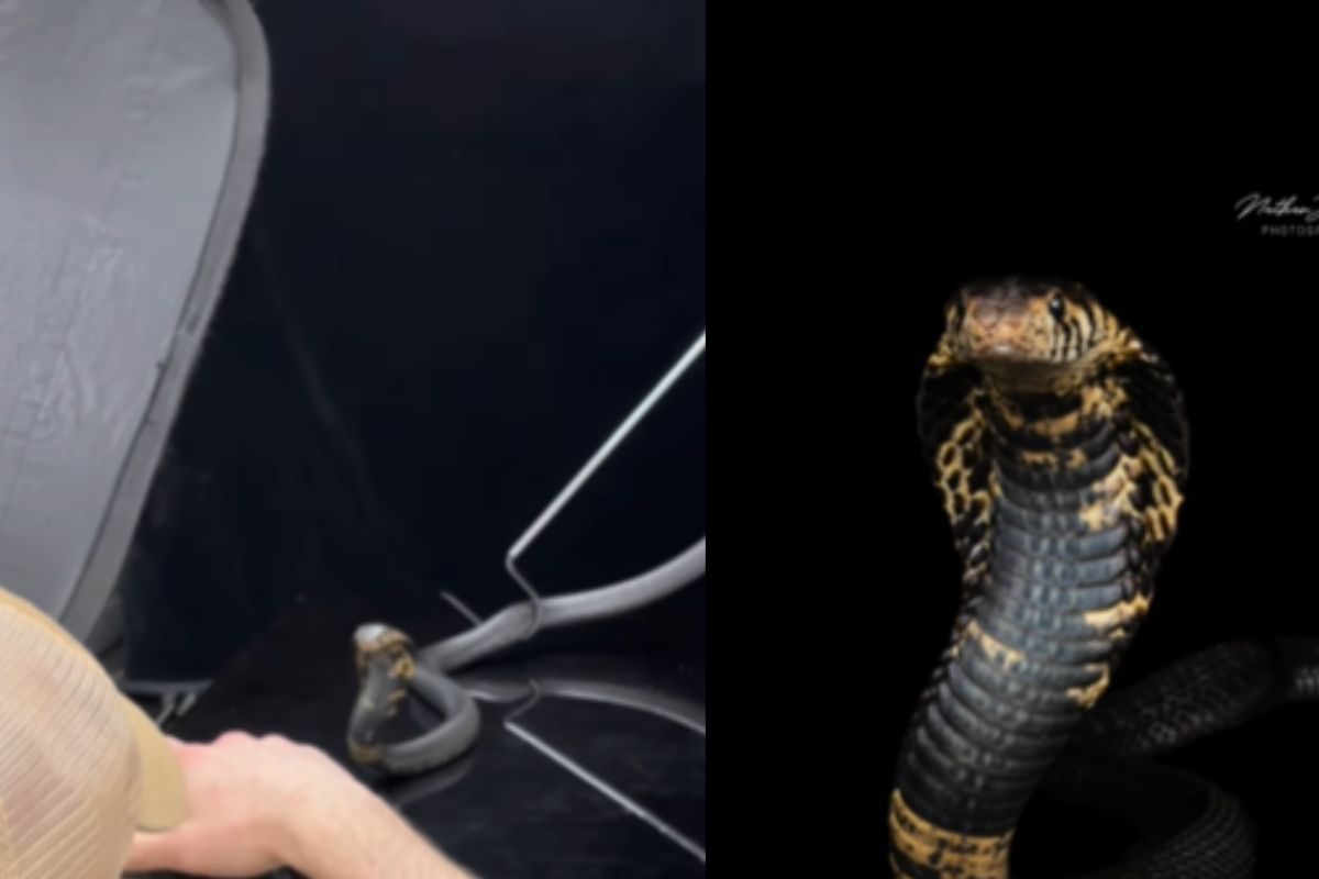 व्हायरल व्हिडीओ