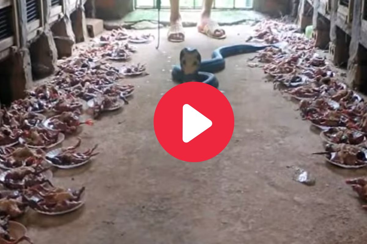 किंग कोब्राचा मालकावर हल्ला