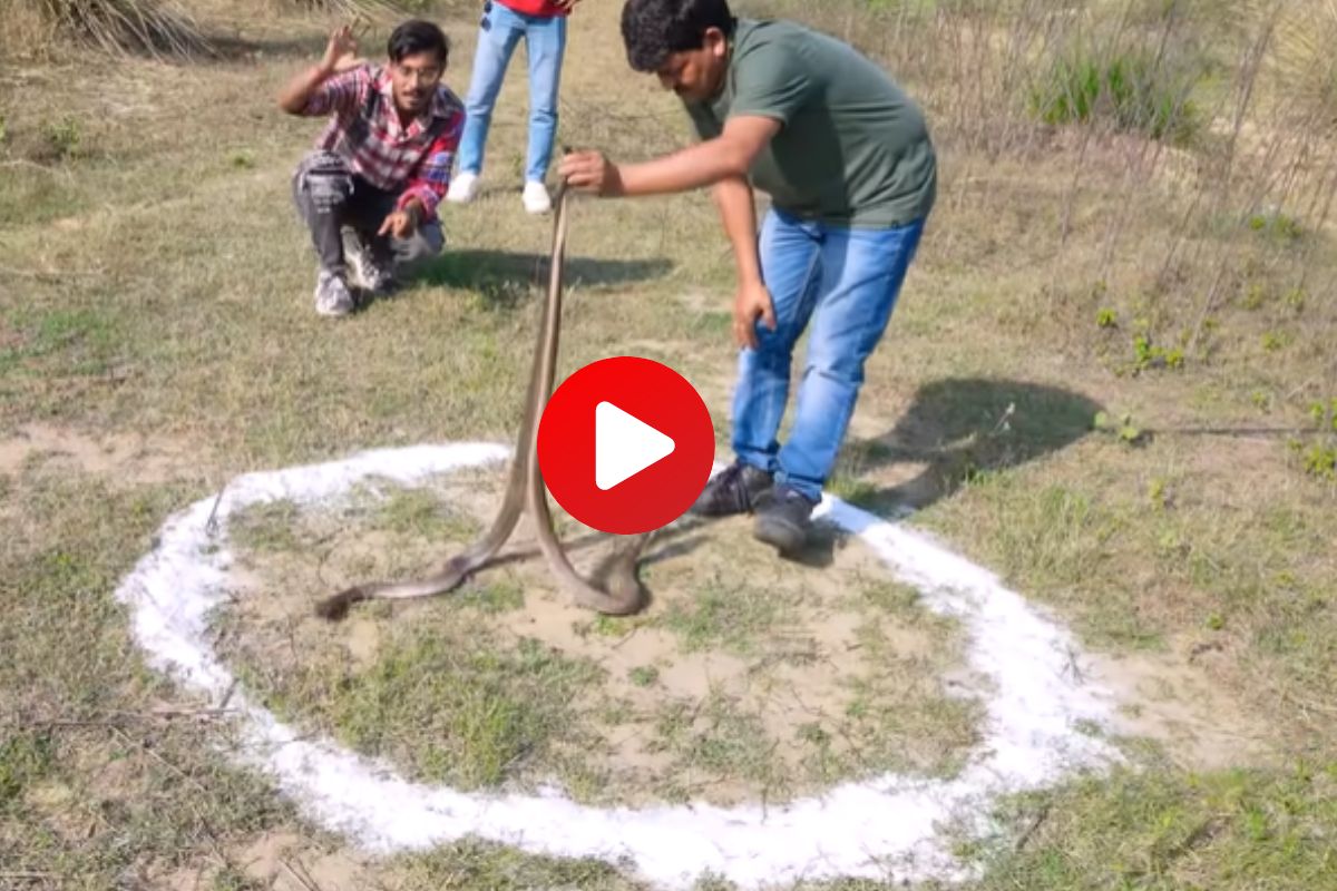 किंग कोब्राचा व्हिडीओ