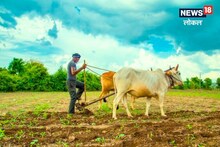 Kolhapur News : पावसाची होणार लवकरच एन्ट्री, शेतकऱ्यांनो अशी घ्या काळजी, पाहा Video
