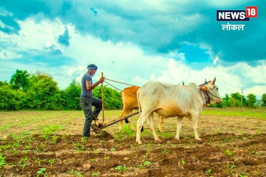 Kolhapur News : पावसाची होणार लवकरच एन्ट्री, शेतकऱ्यांनो अशी घ्या काळजी, पाहा Video