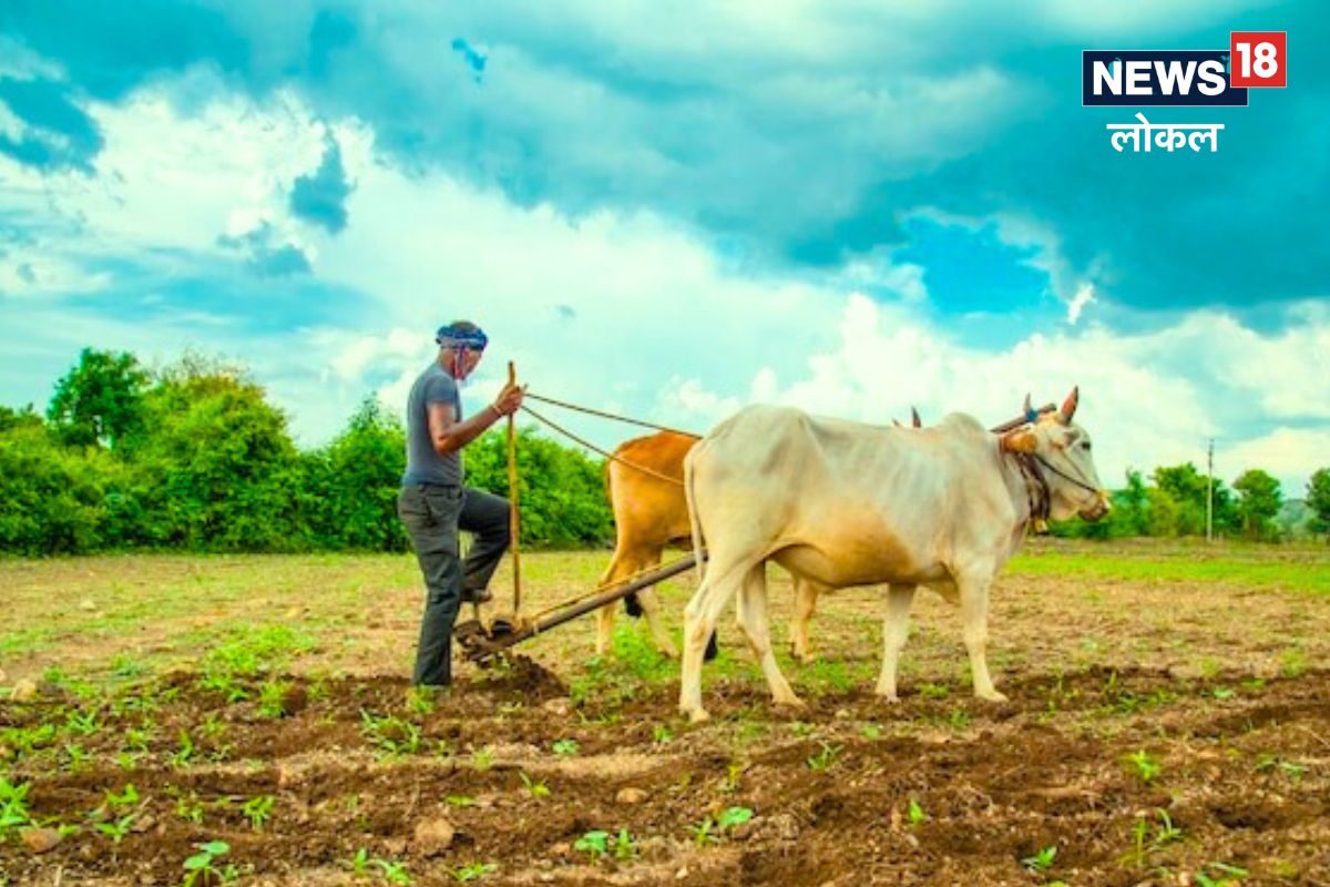 Kolhapur News : पावसाची होणार लवकरच एन्ट्री, शेतकऱ्यांनो अशी घ्या काळजी, पाहा Video