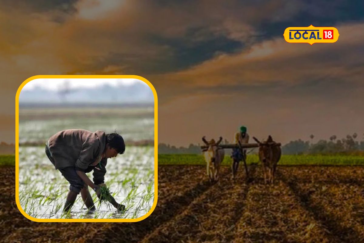 Kolhapur News : शेतकऱ्यांनो, पावसामध्ये जनावरसह शेतीची अशी घ्या काळजी, या पिकांची करा पेरणी, VIDEO