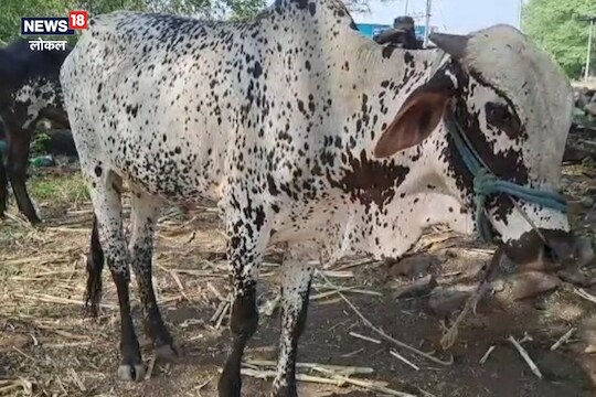 Latur News: आतापर्यंत तब्बल 571 मुक्या जीवांचा मृत्यू, 158 शेतकरी अजूनही मदतीच्या प्रतिक्षेत! Video
