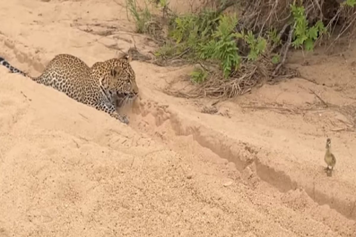 बिबट्याच्या तावडीतून सुटला पक्षी (फोटो - युट्युब व्हिडीओ ग्रॅब)