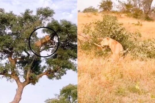 बिबट्या आणि सिंहिंणीची झाडावरच लढाई