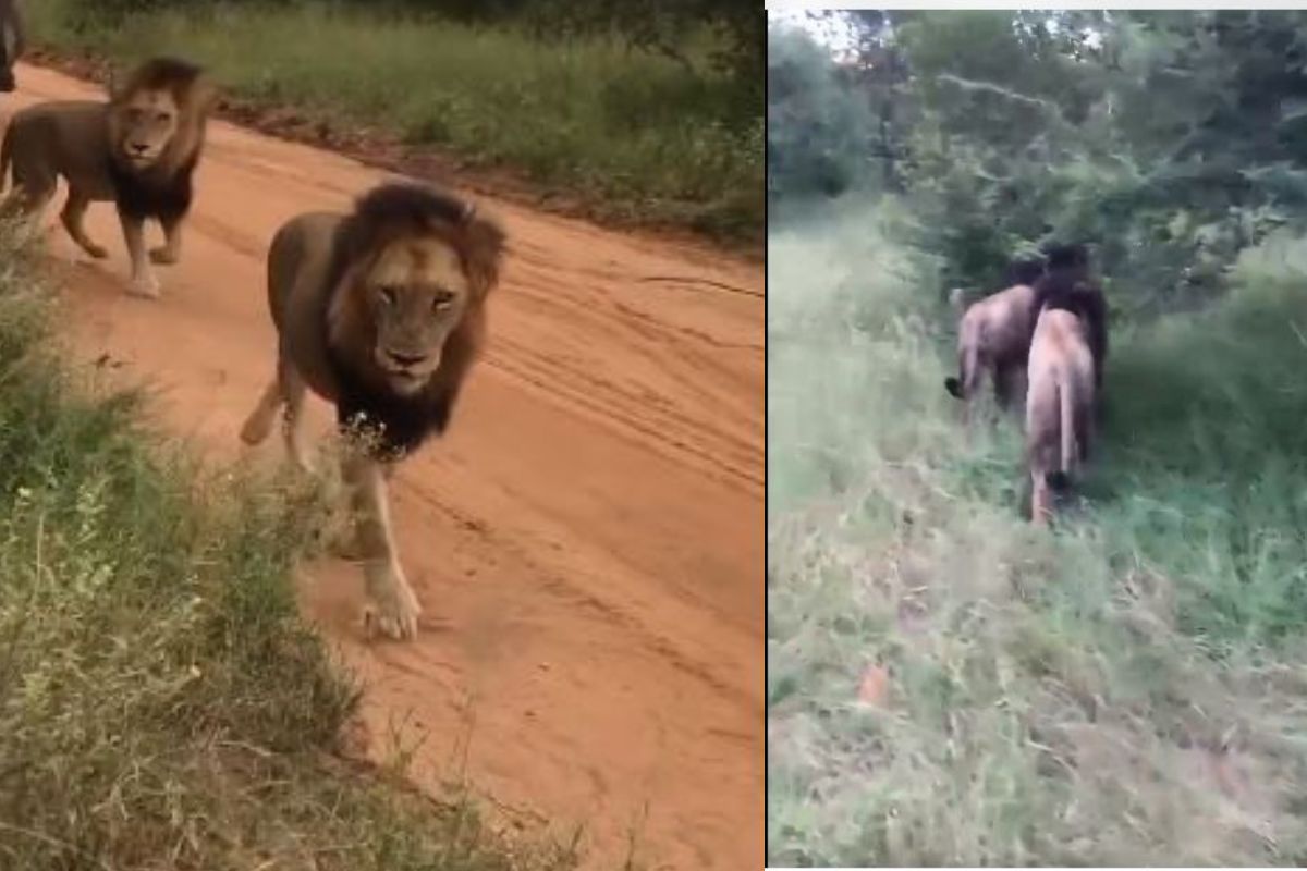 सिंहांनी ठोकली धूम