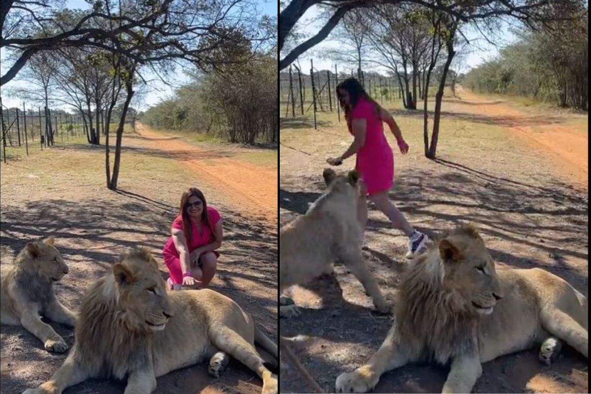 भडकलेल्या सिंहिणीने तरुणीला पळवलं