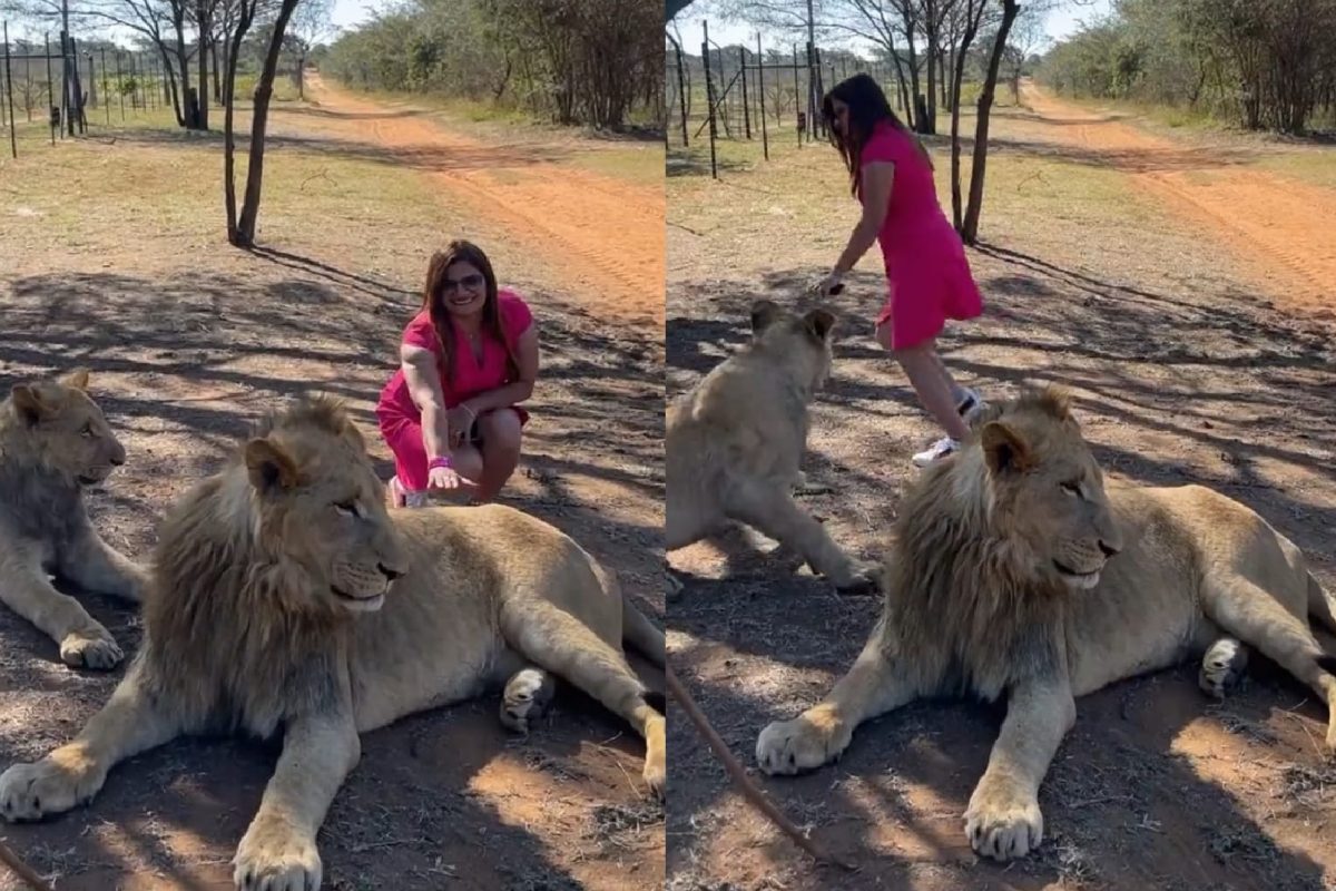 सिंहिणीसमोर सिंहाला स्पर्श करणं महिलेला पडलं भारी (फोटो - ट्विटर व्हिडीओ ग्रॅब)