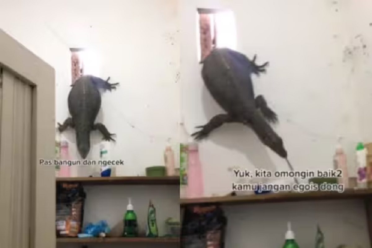 बाथरूममध्ये भलीमोठी पाल. (फोटो - इन्स्टाग्राम व्हिडीओ ग्रॅब)