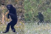 हे माकड आहे की माणूस? VIDEO पाहून तुम्हालाही बसेल आश्चर्याचा धक्का, यात असं काय?