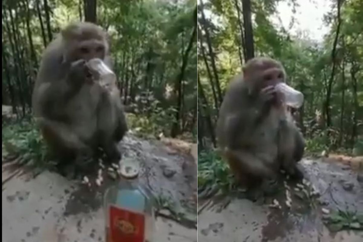 माकड दारूच्या नशेत