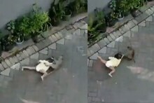 बाईक चालवत आलं अन् चिमुकलीला उचलून नेलं; माकडाने केलं अपहरण? Video पाहून हादराल