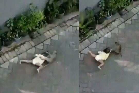 माकडाने चिमुकलीला ओढत नेलं 