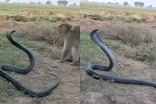 माकड आणि किंग कोब्राची खतरनाक फाईट; थरकाप उडवणाऱ्या VIDEO चा असा झाला शेवट