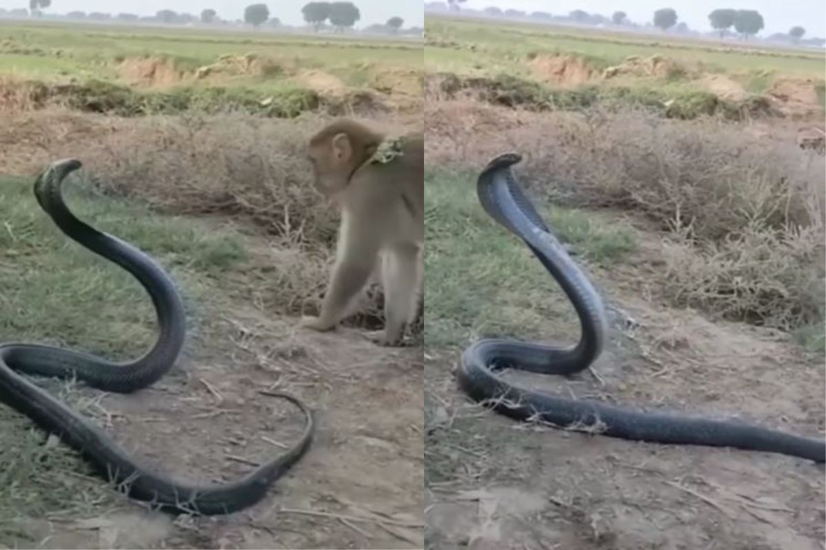 माकडाने घेतला कोब्राशी पंगा