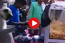 कधी माकडाला पाहिलंय पानीपुरी खाताना, क्यूट Video ने नेटकऱ्यांना लावलं वेड