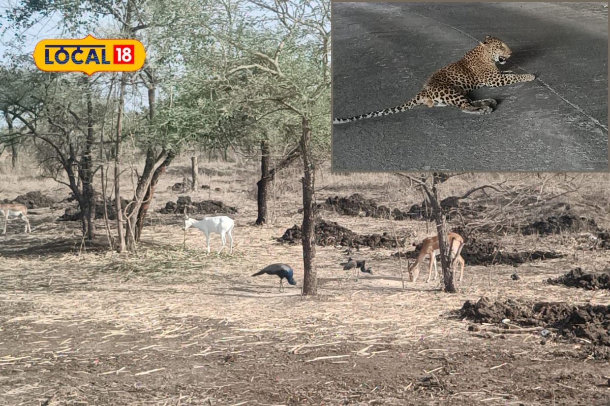 Nagpur News: ‘भुंकणारे हरीण’ कधी पाहिलंय का? महाराष्ट्रात या ठिकाणी खास सफारी