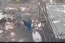 अजब प्रेम की गजब कहाणी! कोंबडीसाठी येडापिसा झाला मोर; तिच्यावर जडला जीव अन्...