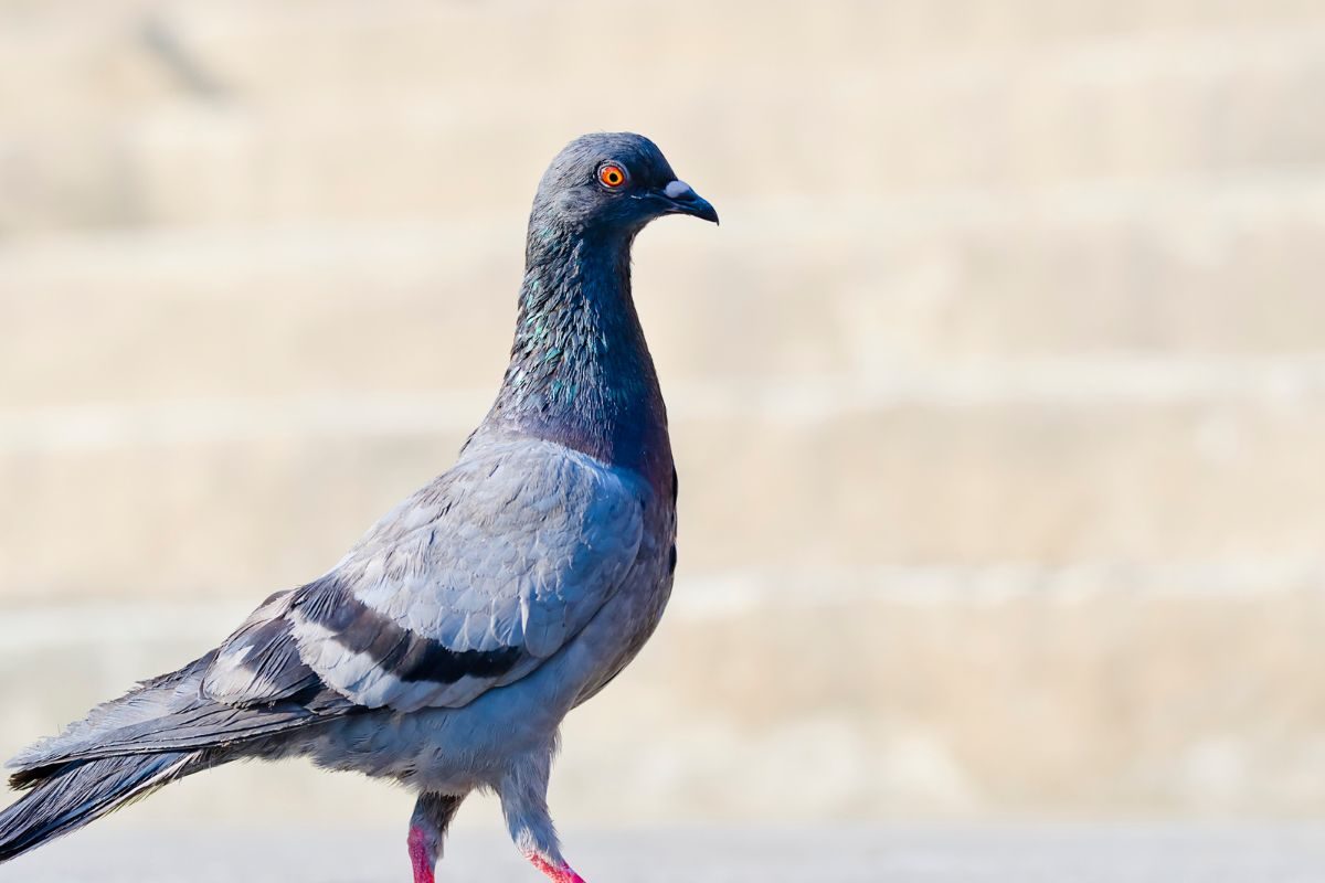 प्रतिकात्मक फोटो